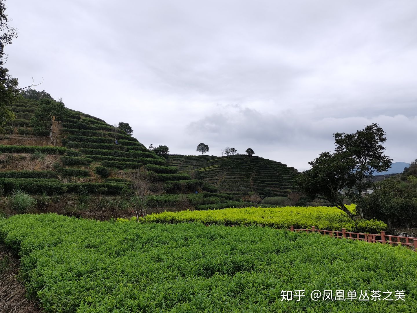 Champ de thé DanCong