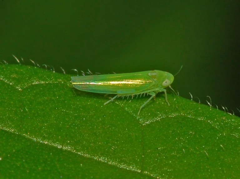 _cicadelle_ responsable des thés piqués par des insectes