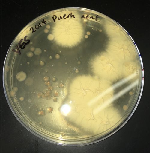 Microbes de la culture du thé puer